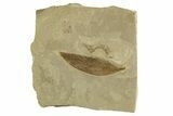 Fossil Leaf (Cedrelospermum) - Green River Formation, Utah #331854-1